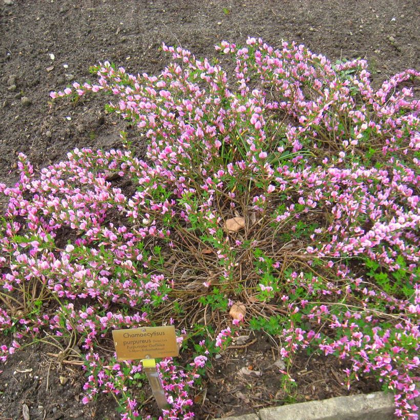 Chamaecytisus purpureus - Purpurroter Geißklee (Plant habit)