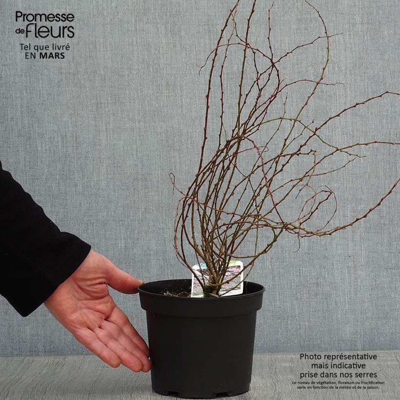 Example of Chamaecytisus purpureus - Purpurroter Geißklee Topf mit 3L/4L as you get in hiver