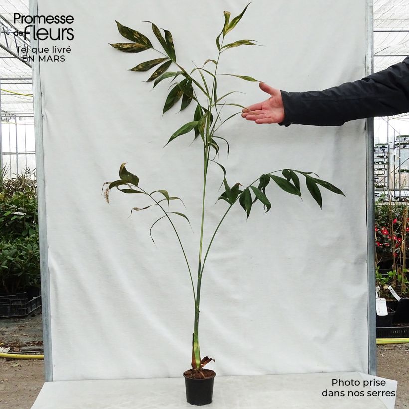 Example of Chamaedorea klotzschiana - Klotzschs Bergpalme Topf 12 cm / 13 cm as you get in printemps