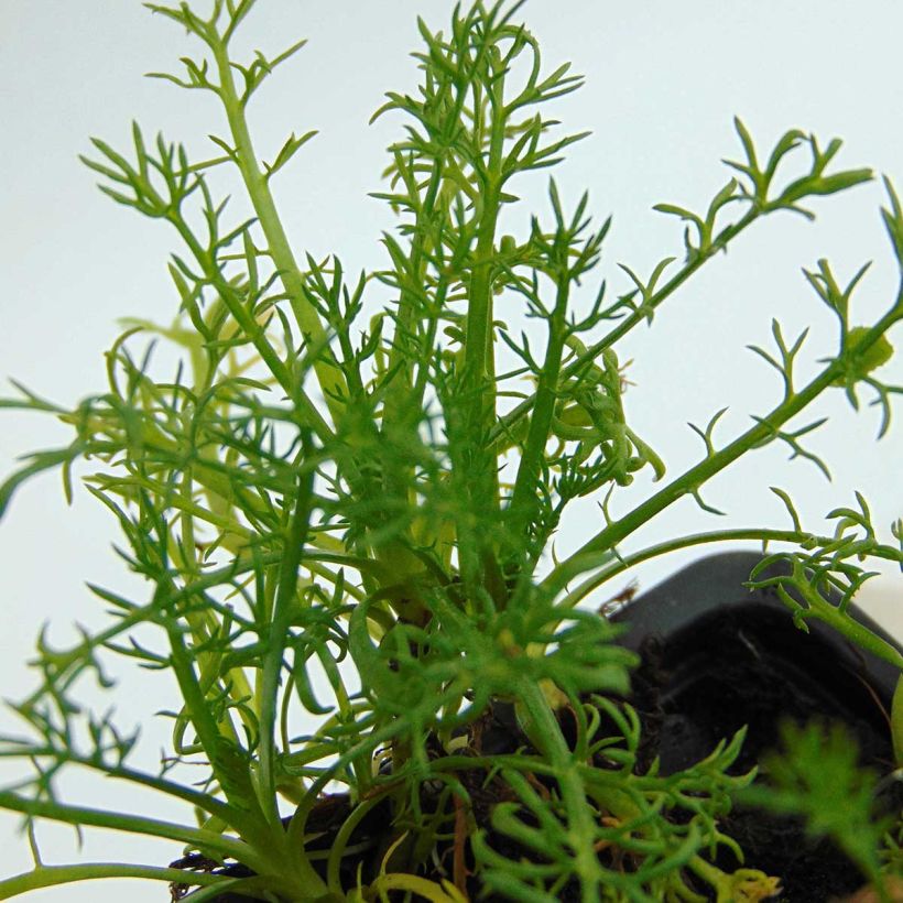 Chamaemelum nobile Flore Pleno - Römische Hundskamille (Foliage)