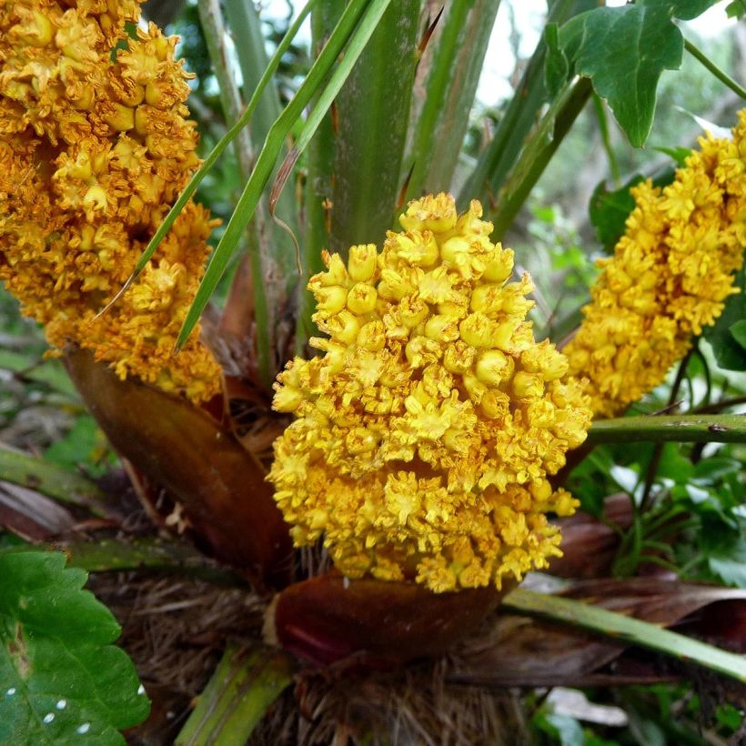 Chamaerops humilis - Zwergpalme (Flowering)