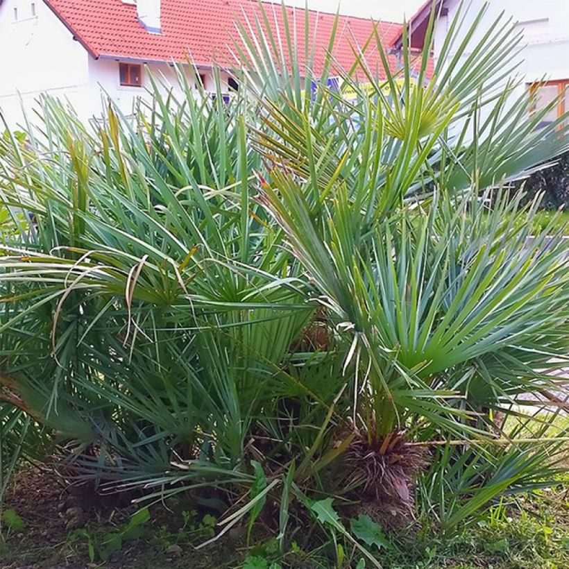 Chamaerops humilis var. cerifera - Zwergpalme (Foliage)