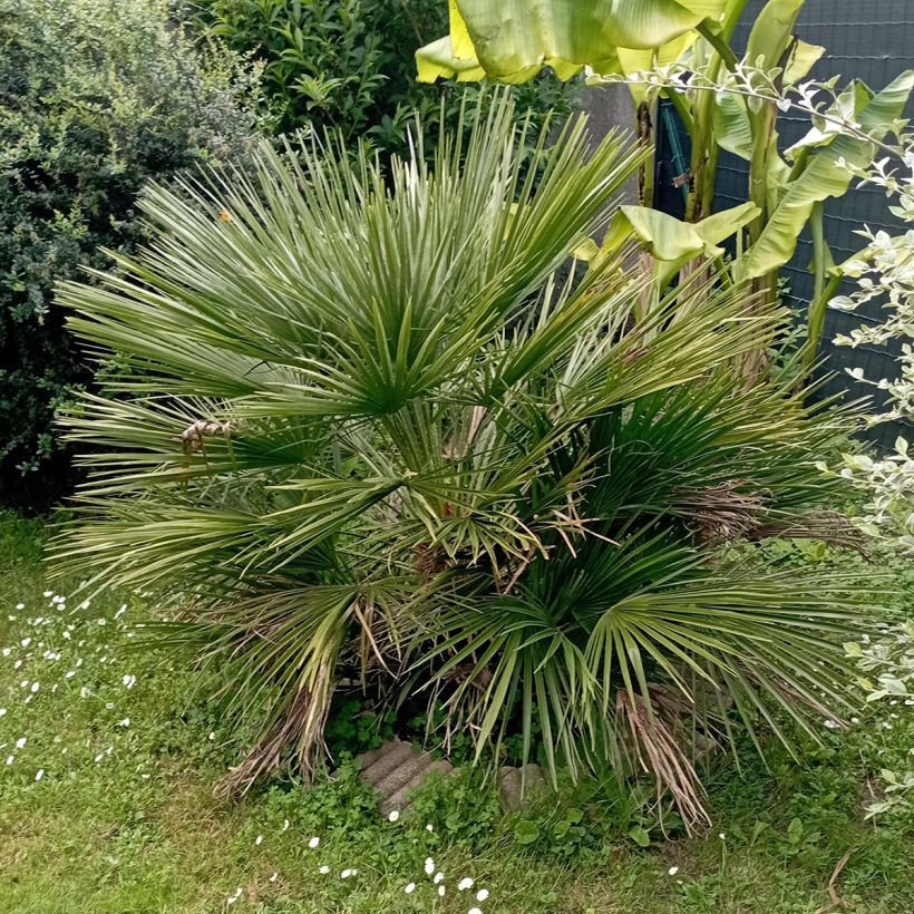 Chamaerops humilis Compacta - Zwergpalme (Wuchs)