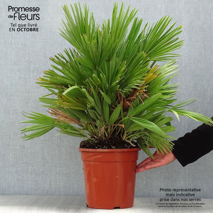 Example of Chamaerops humilis Compacta - Zwergpalme Topf mit 6L/7L as you get in automne