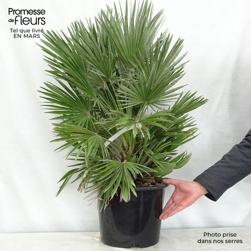 Exemplar von Chamaerops humilis Compacta - Zwergpalme Topf mit 6L/7L wie im Frühjahr geliefert