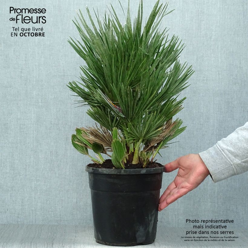 Example of Chamaerops humilis Compacta - Zwergpalme Topf mit 4L/5L as you get in automne