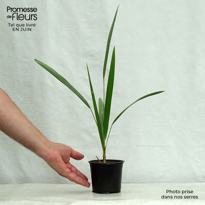 Example of Chamaerops humilis - Zwergpalme Topf 12 cm / 13 cm as you get in ete