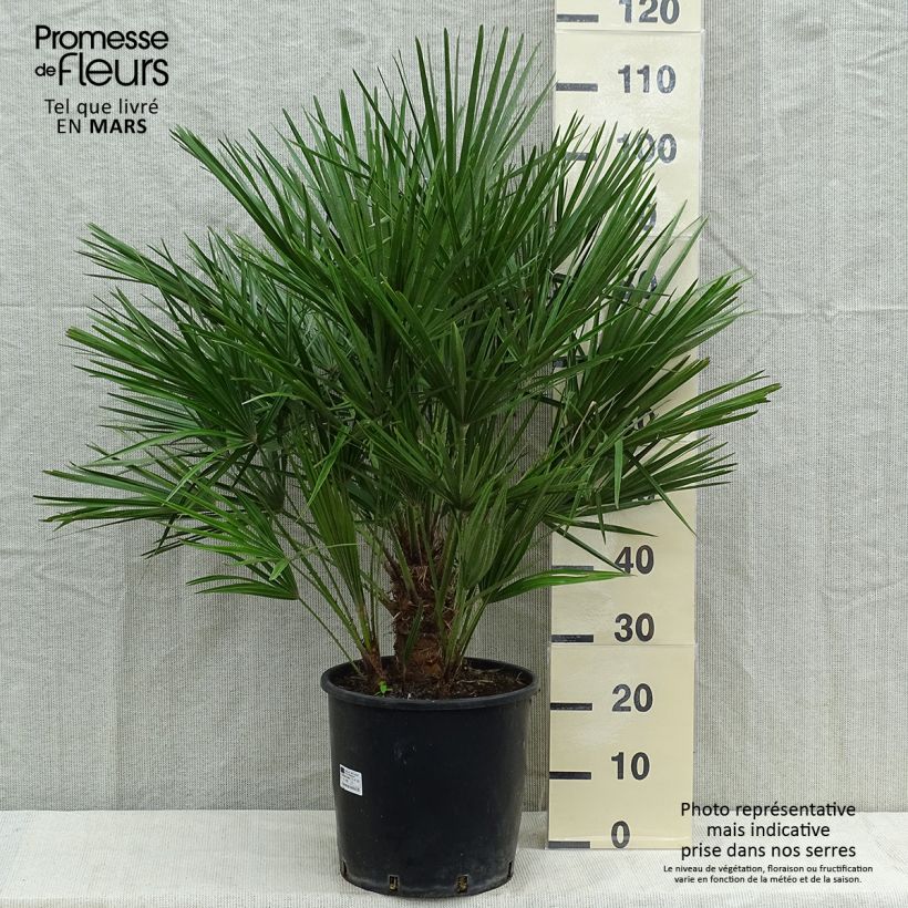 Example of Chamaerops humilis - Zwergpalme Topf mit 12L/15L as you get in automne