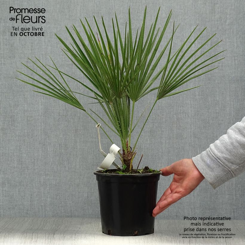 Example of Chamaerops humilis - Zwergpalme Topf mit 2L/3L as you get in automne