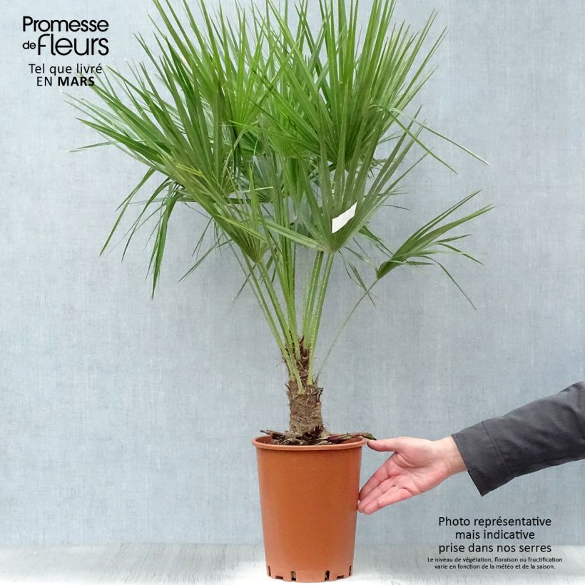Exemplar von Chamaerops humilis - Zwergpalme Topf mit 6L/7L wie im Frühjahr geliefert