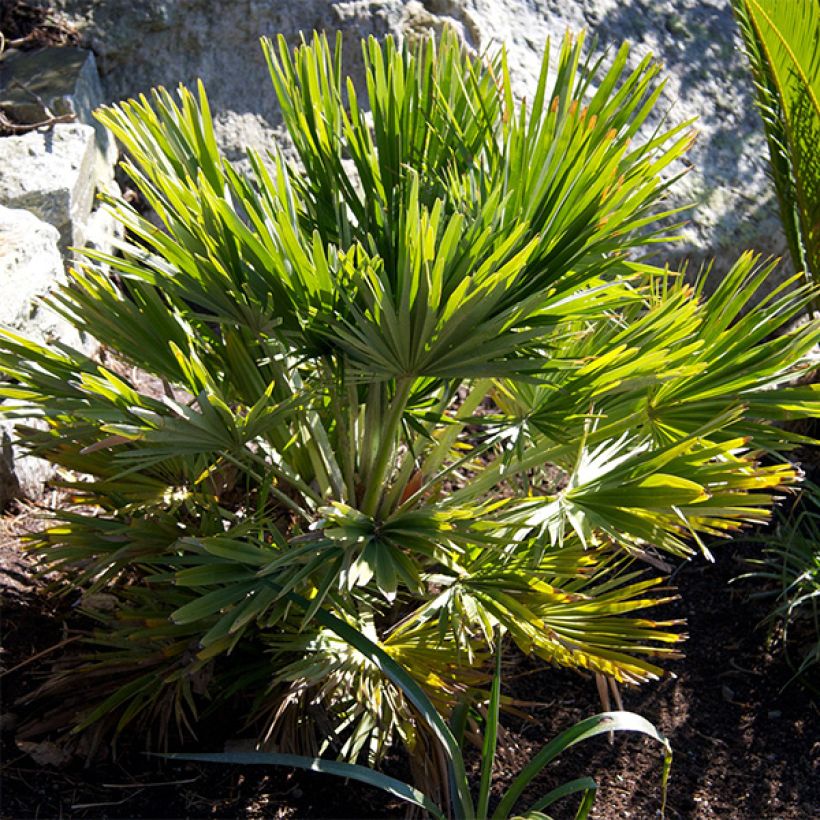 Chamaerops humilis Vulcano - Zwergpalme (Plant habit)