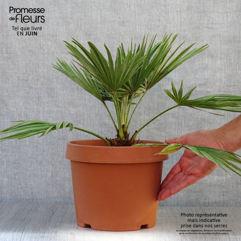 Exemplar von Chamaerops humilis Vulcano - Zwergpalme Topf mit 4L/5L wie im Sommer geliefert