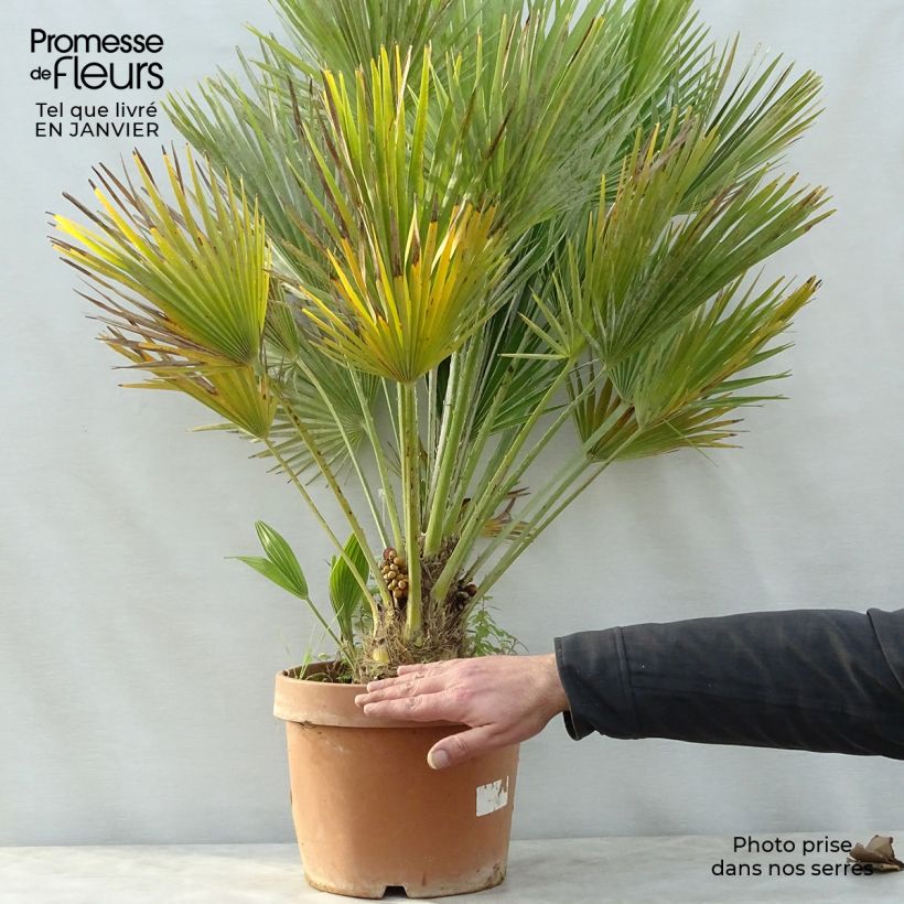 Exemplar von Chamaerops humilis Vulcano - Zwergpalme Topf mit 6L/7L wie im Winter geliefert