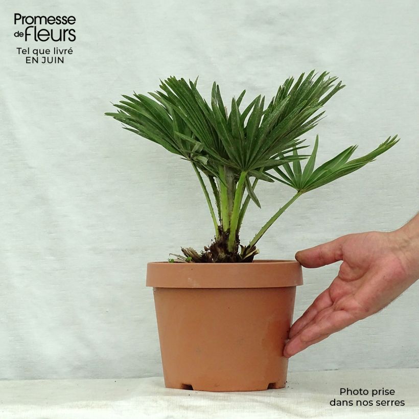 Example of Chamaerops humilis var. cerifera - Zwergpalme Topf mit 3L/4L as you get in ete