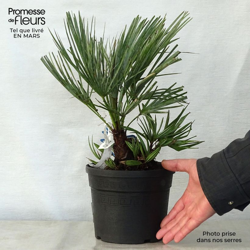 Exemplar von Chamaerops humilis var. cerifera - Zwergpalme Topf mit 3L/4L wie im Frühjahr geliefert