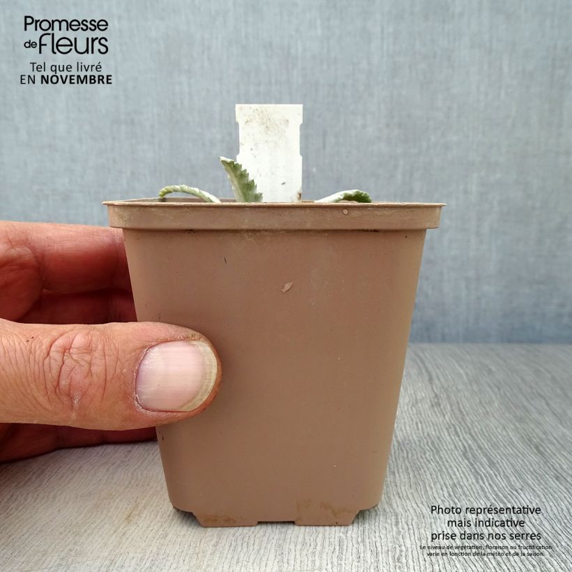 Example of Onopordum nervosum - Eselsdistel Kleine Töpfe von 8/9 cm as you get in automne