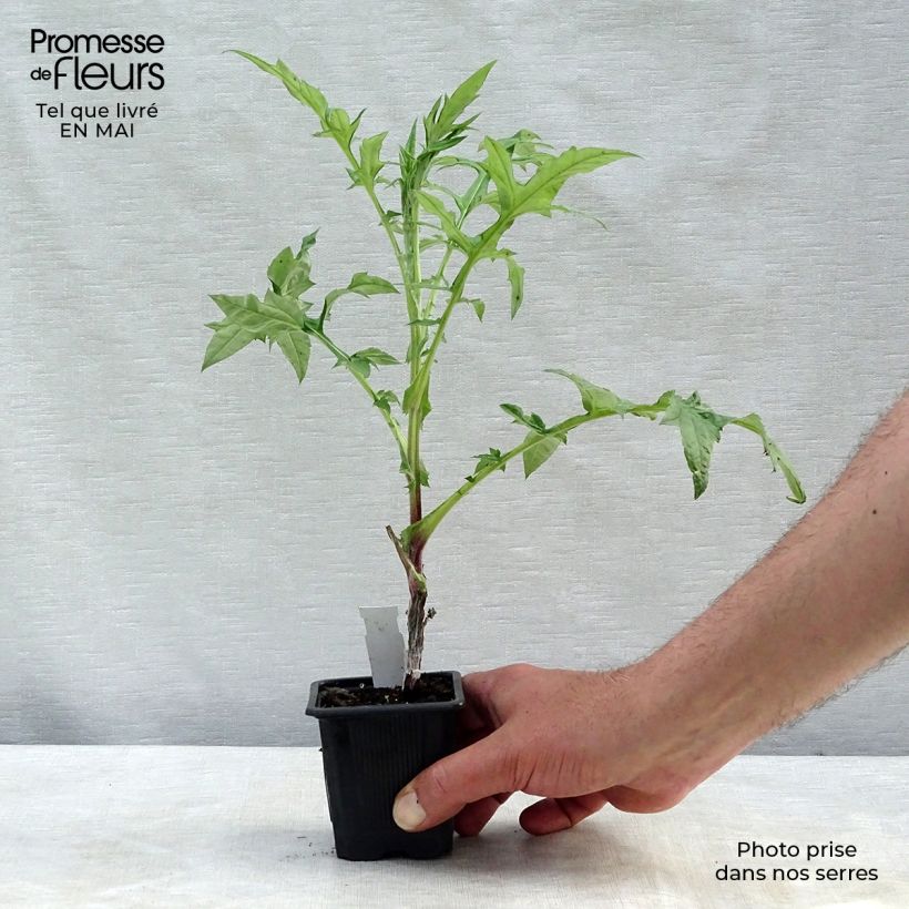 Exemplar von Banater Kugeldistel Star Frost - Echinops bannaticus Kleine Töpfe von 8/9 cm wie im Frühjahr geliefert