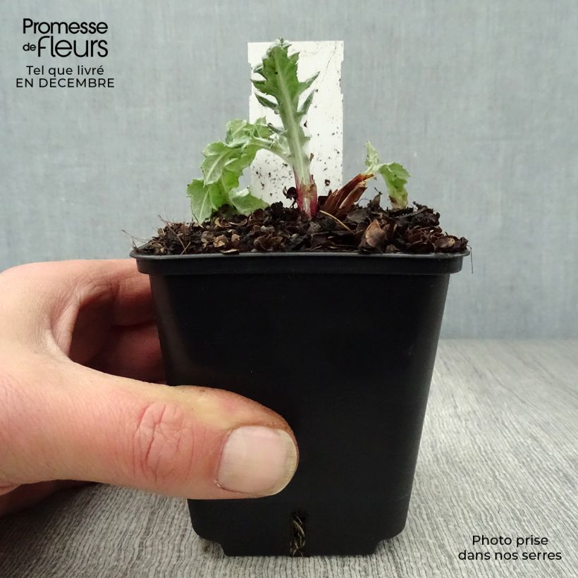 Exemplar von Banater Kugeldistel Star Frost - Echinops bannaticus Kleine Töpfe von 8/9 cm wie im Winter geliefert