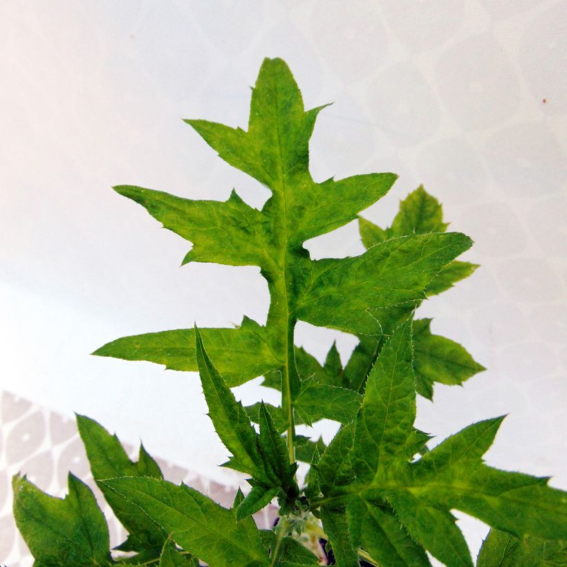 Blaue Kugeldistel - Echinops ritro (Foliage)