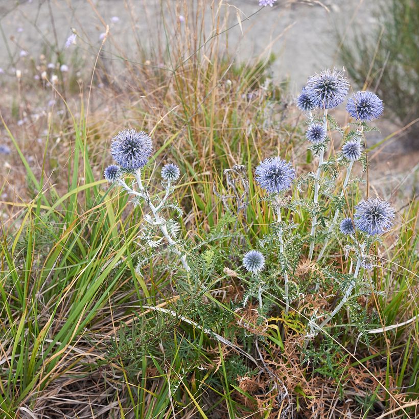Blaue Kugeldistel - Echinops ritro (Plant habit)