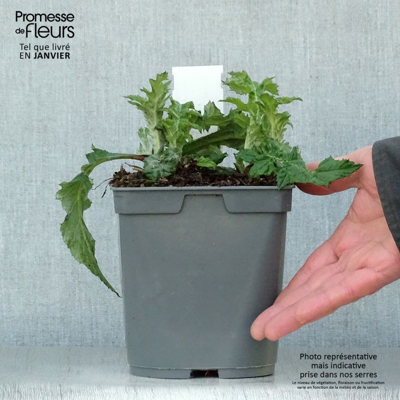 Exemplar von Blaue Kugeldistel - Echinops ritro Topf mit 2L/3L wie im Winter geliefert