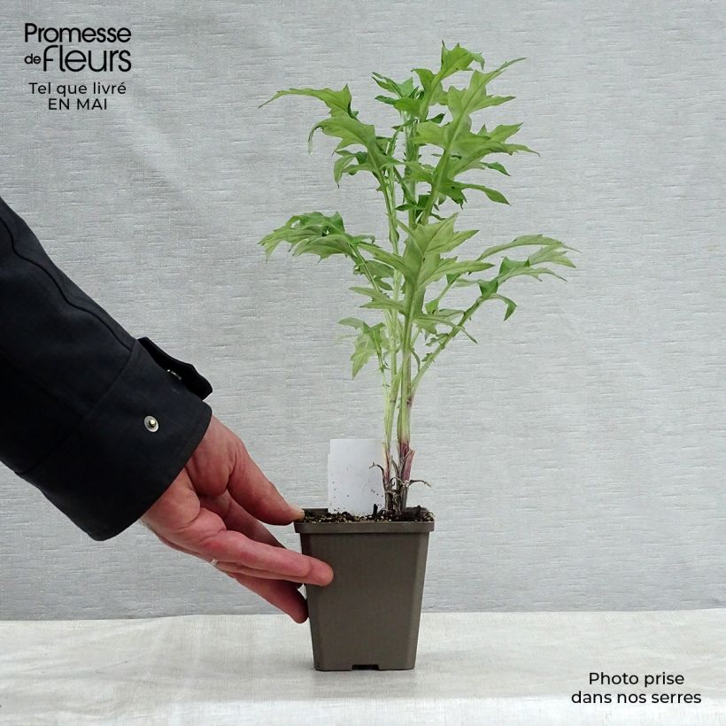 Exemplar von Blaue Kugeldistel - Echinops ritro Kleine Töpfe von 7/8 cm wie im Frühjahr geliefert