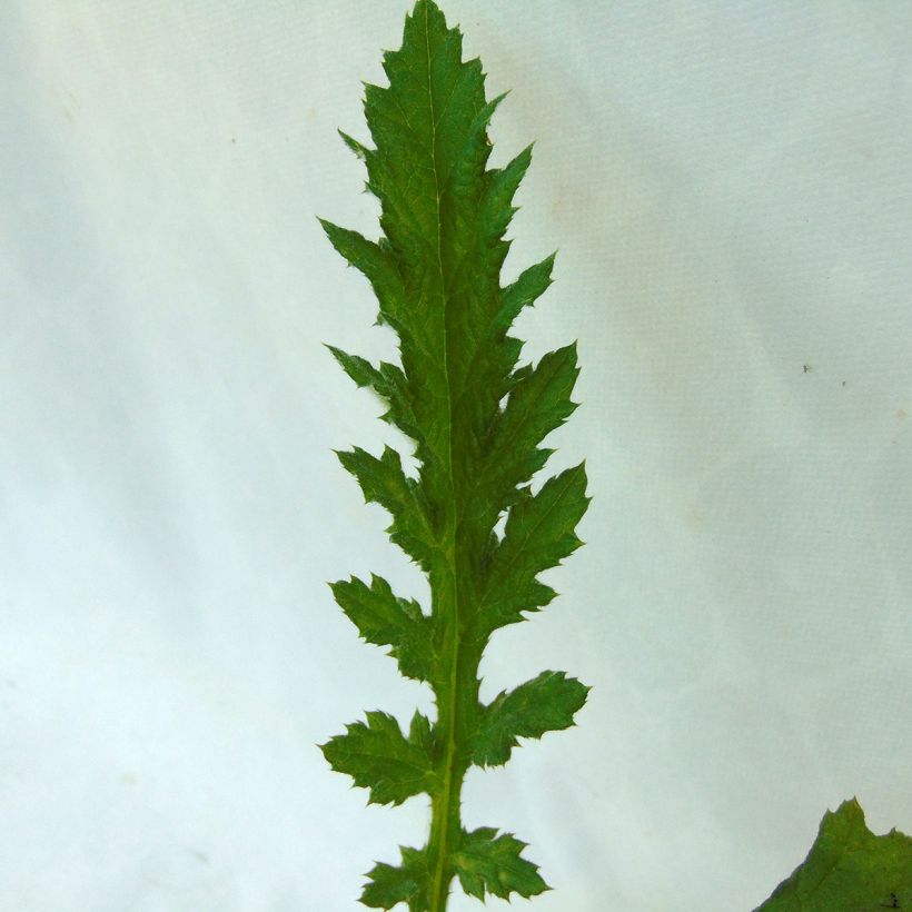 Große Kugeldistel Arctic Glow - Echinops sphaerocephalum (Foliage)