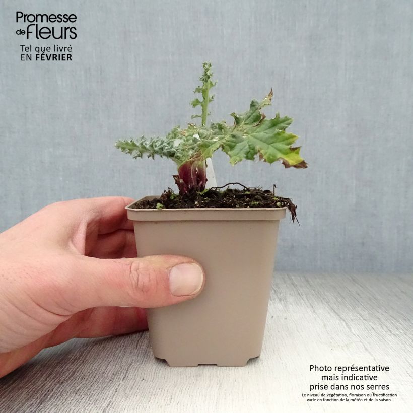 Exemplar von Große Kugeldistel Arctic Glow - Echinops sphaerocephalum Kleine Töpfe von 8/9 cm wie im Winter geliefert