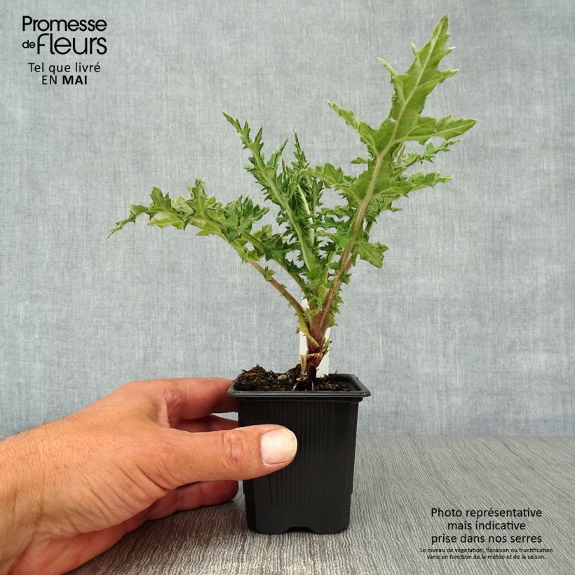 Exemplar von Große Kugeldistel Arctic Glow - Echinops sphaerocephalum Kleine Töpfe von 8/9 cm wie im Frühjahr geliefert