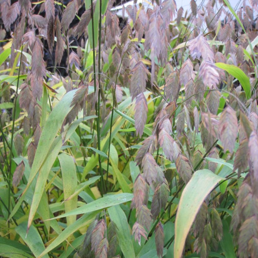 Chasmanthium latifolium - Plattähren-Gras (Foliage)