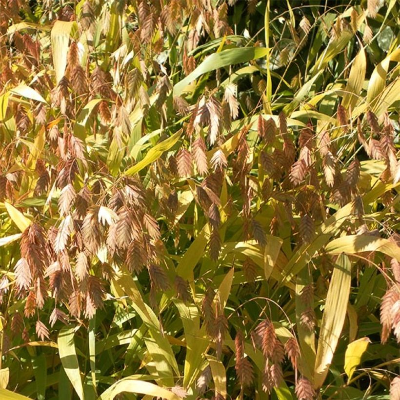 Chasmanthium latifolium - Plattähren-Gras (Flowering)