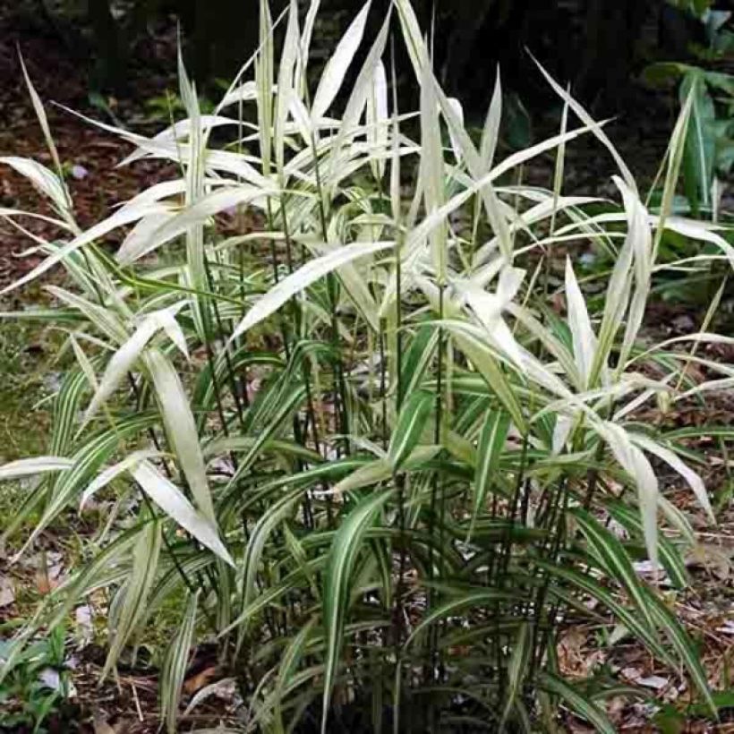 Chasmanthium latifolium River Mist - Plattähren-Gras (Plant habit)