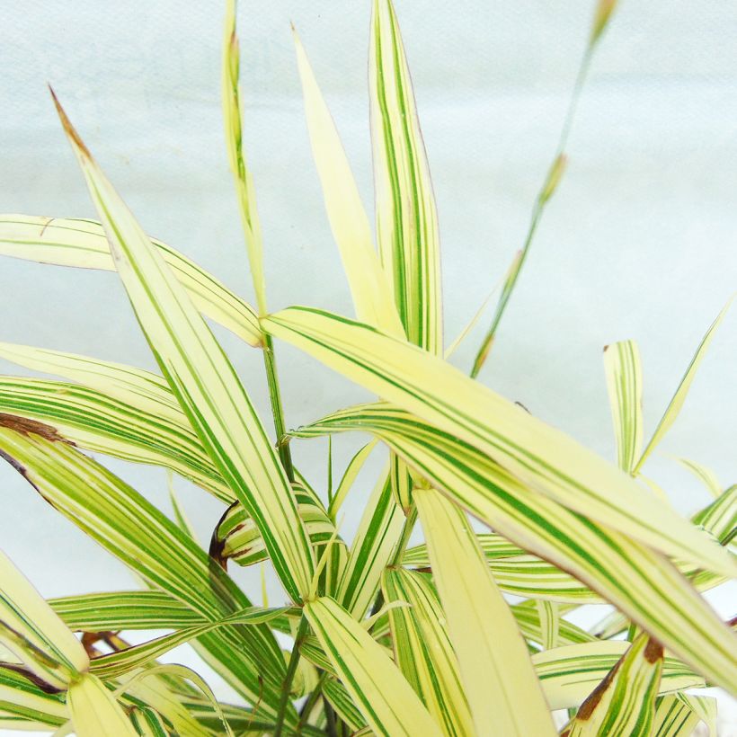 Chasmanthium latifolium River Mist - Plattähren-Gras (Foliage)