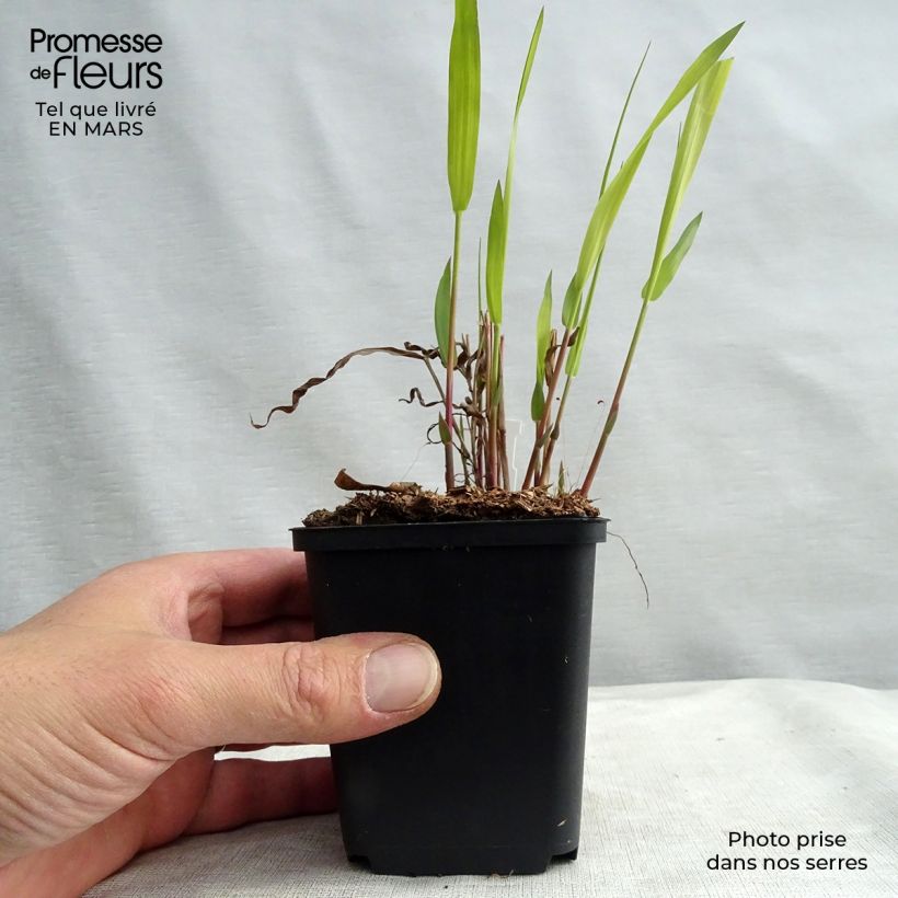 Exemplar von Chasmanthium latifolium - Plattähren-Gras Kleine Töpfe von 8/9 cm wie im Frühjahr geliefert