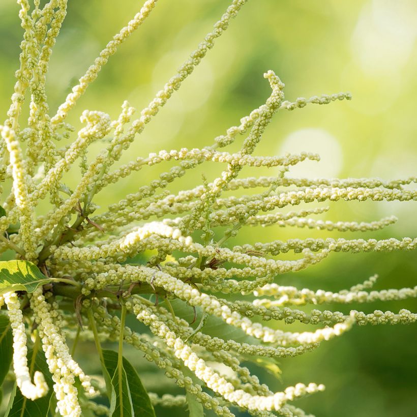 Esskastanie Maraval - Castanea sativa (Flowering)