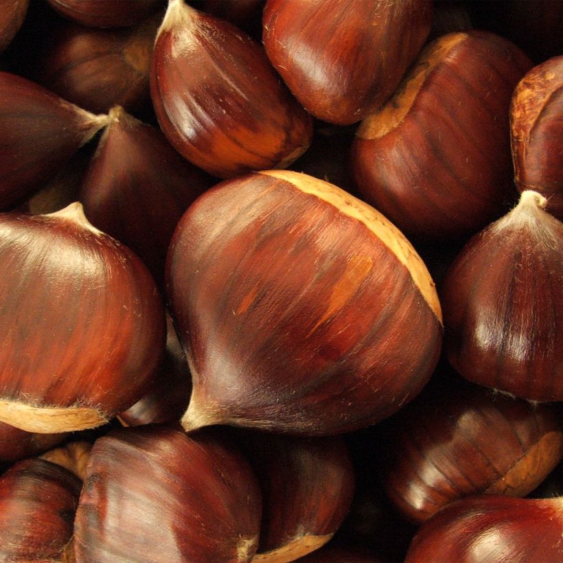 Esskastanie Maraval - Castanea sativa (Harvest)