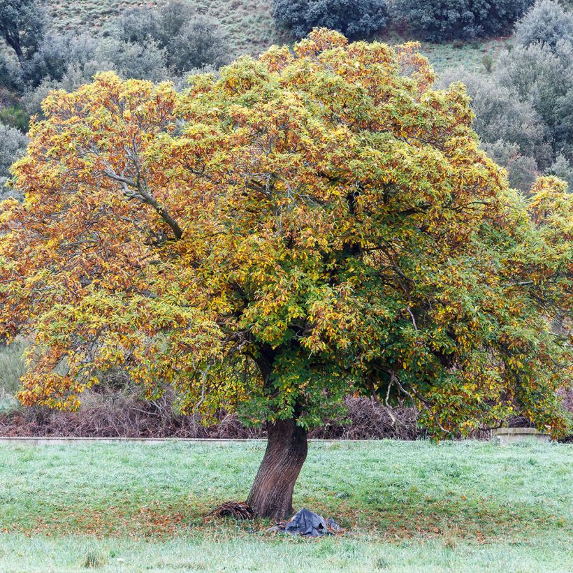 Esskastanie Maraval - Castanea sativa (Plant habit)