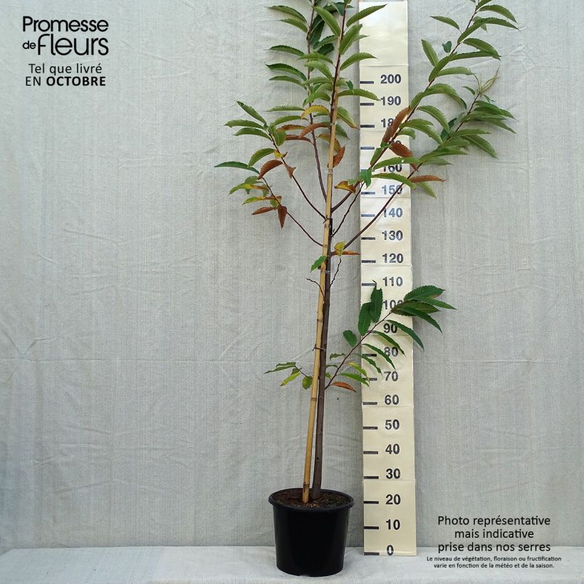 Example of Esskastanie Marigoule - Castanea sativa Topf mit 7,5L/10L, Stämmchen as you get in automne