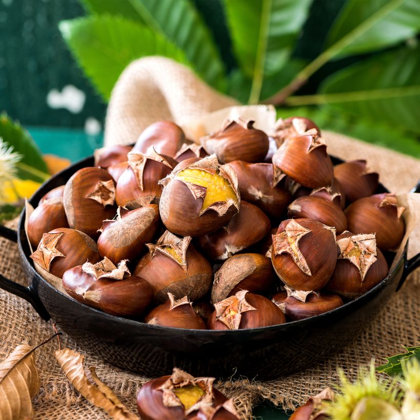 Esskastanie Marthac - Castanea sativa (Harvest)