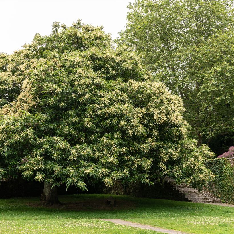 Esskastanie Marthac - Castanea sativa (Plant habit)