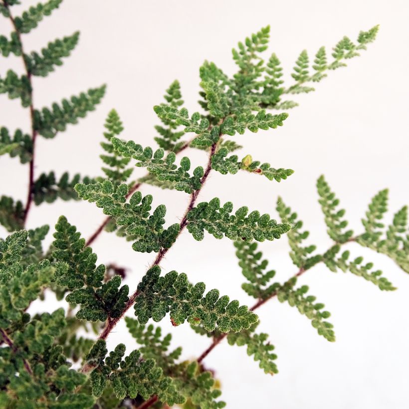Cheilanthes lanosa - Lippenfarn (Foliage)