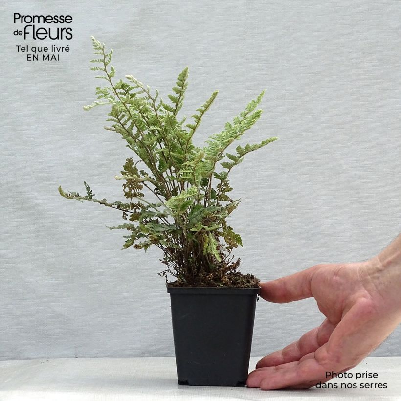 Exemplar von Cheilanthes lanosa - Lippenfarn Kleine Töpfe von 8/9 cm wie im Frühjahr geliefert