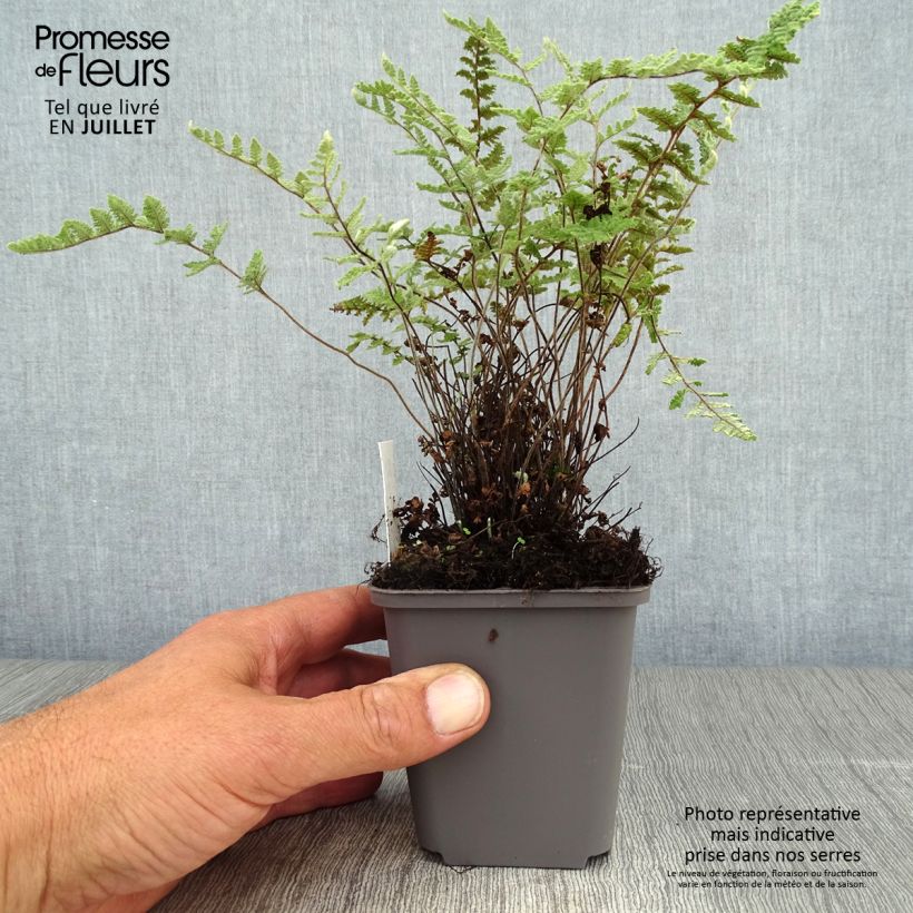 Exemplar von Cheilanthes lanosa - Lippenfarn Kleine Töpfe von 8/9 cm wie im Sommer geliefert
