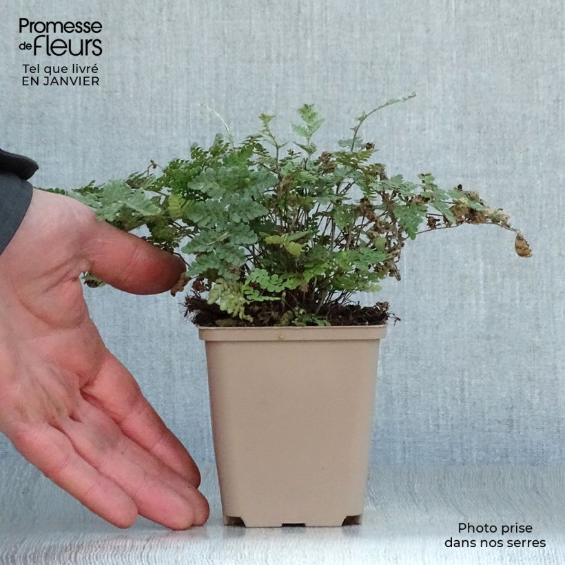 Exemplar von Cheilanthes lanosa - Lippenfarn Kleine Töpfe von 8/9 cm wie im Winter geliefert