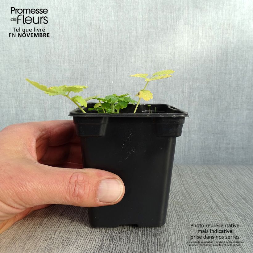 Example of Schöllkraut - Chelidonium majus Kleine Töpfe von 7/8 cm as you get in automne