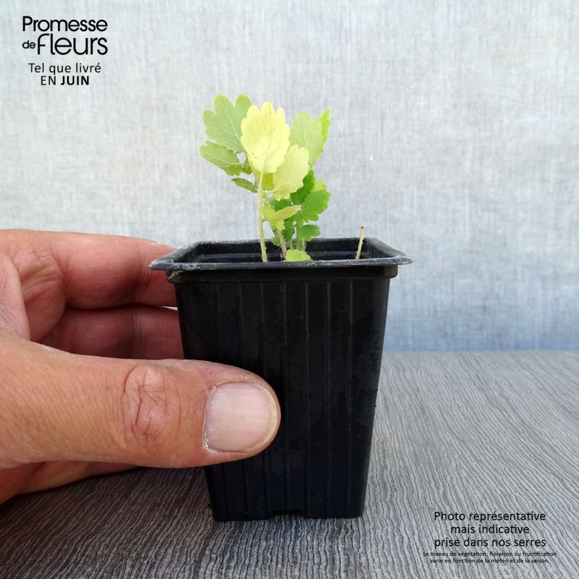Exemplar von Schöllkraut - Chelidonium majus Kleine Töpfe von 7/8 cm wie im Sommer geliefert