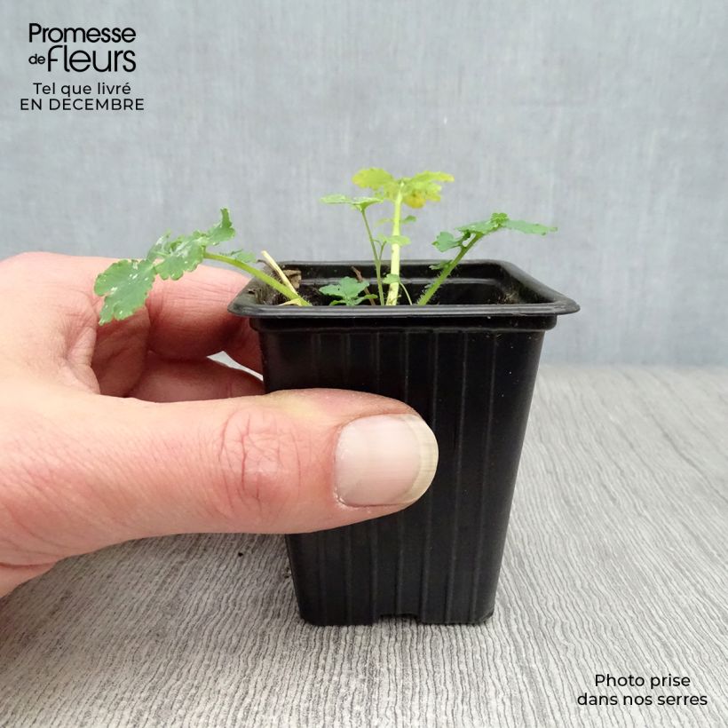 Exemplar von Schöllkraut - Chelidonium majus Kleine Töpfe von 7/8 cm wie im Winter geliefert