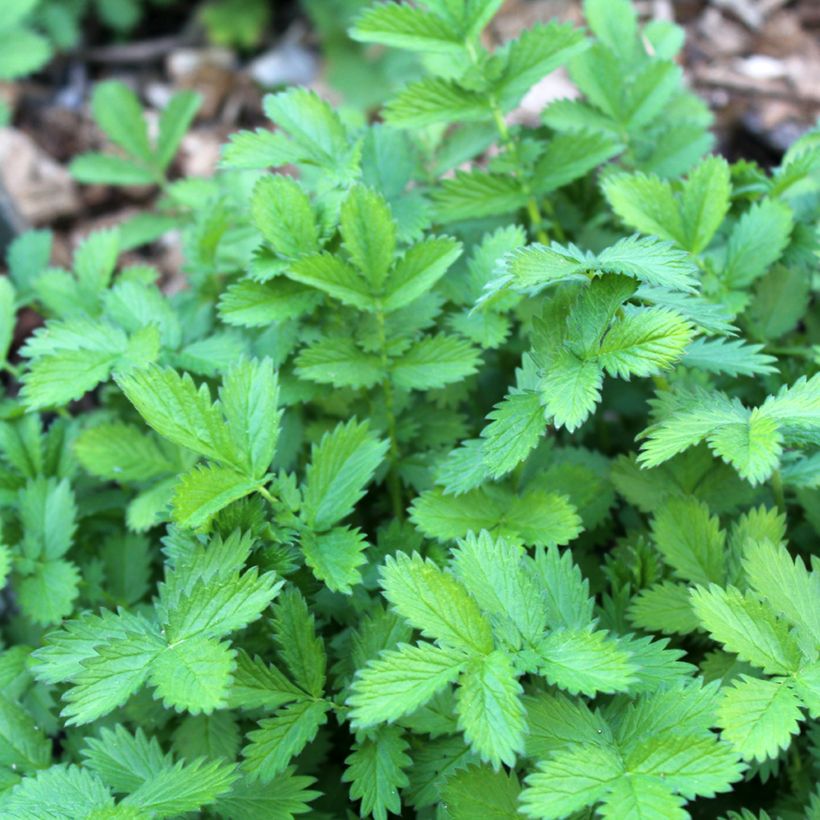 Chelidonium majus Flore Pleno - Schöllkraut (Foliage)