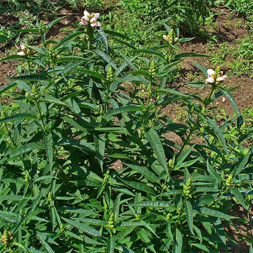 Chelone glabra - Schildblume (Foliage)