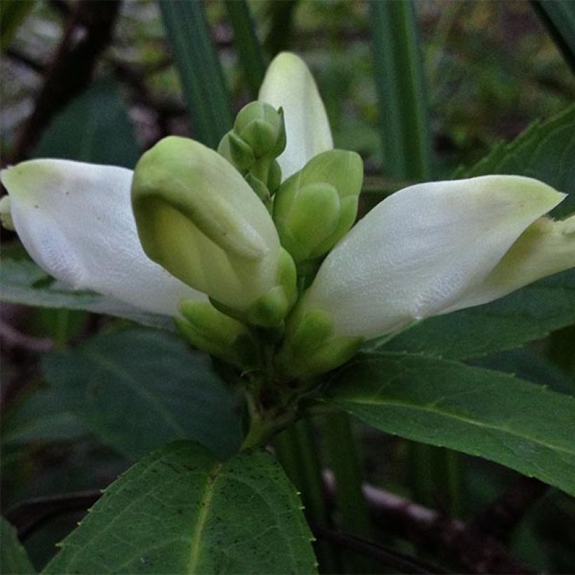 Chelone glabra - Schildblume (Flowering)
